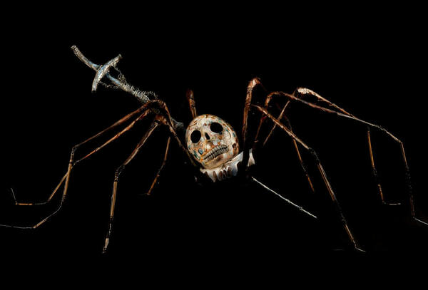 Mexican Spider